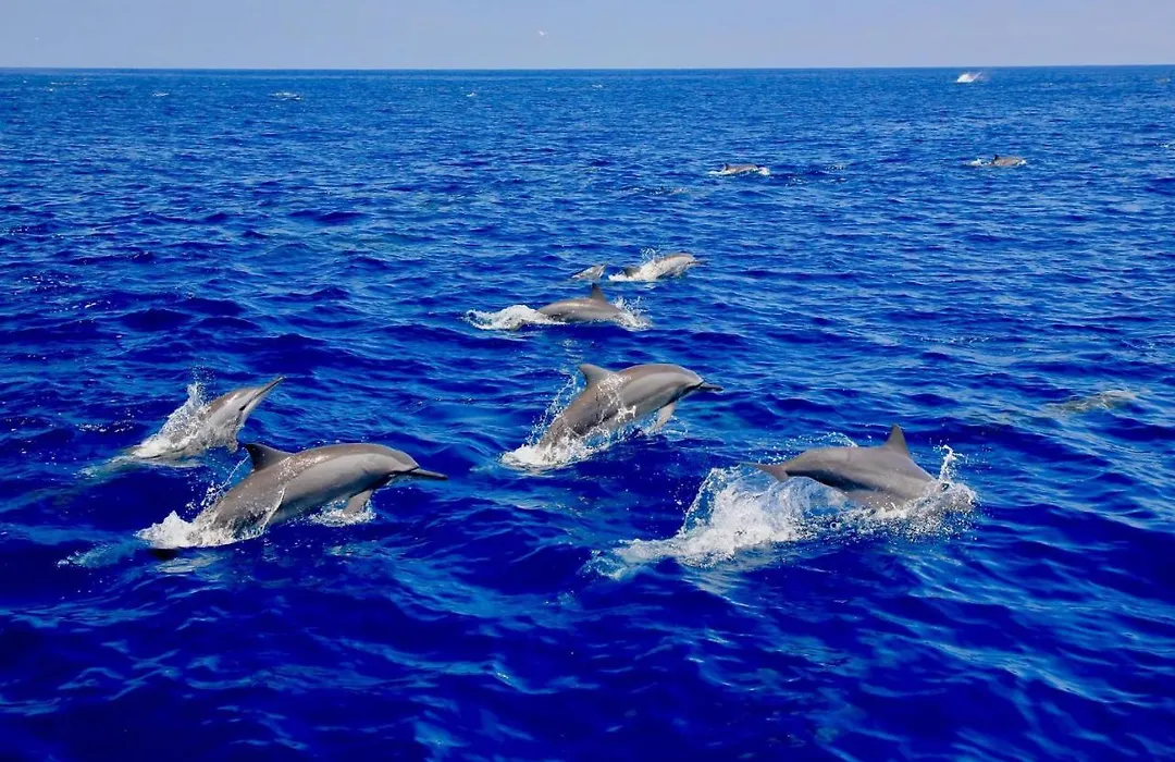 Blue Ocean Cabana-1